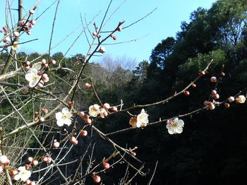 2006-3-17_梅の開花.jpg