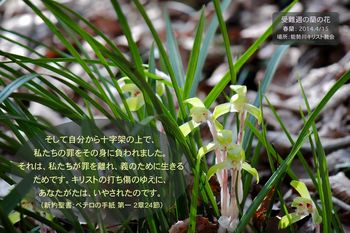 受難週の蘭の花-聖句絵はがき-b_2014-0415.jpg